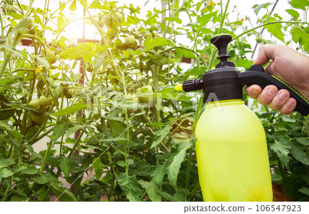 Spraying tomatoes with boric acid from late blight and parasites. Copy space for text Spraying tomatoes with boric acid from late blight and parasites. Copy space for text 106547923