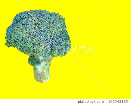 A green broccoli photo standing with a solid color background for food and still life photography 106548185