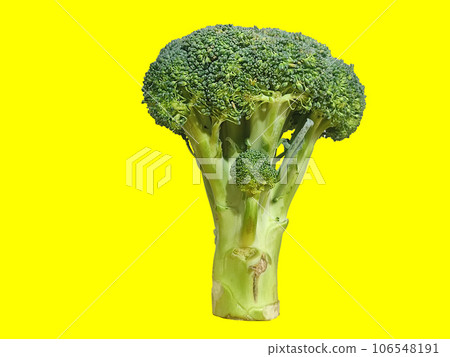 A green broccoli photo standing with a yellow background for food and still life photography A green broccoli photo standing with a yellow background for food and still life photography 106548191