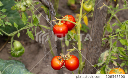 Ripening of juicy tomatoes planted in the country in the summer. Red and green tomatoes. vitamins in vegetables. Natural Ripening of juicy tomatoes planted in the country in the summer. Red and green tomatoes. vitamins in vegetables. Natural 106548500