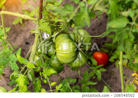 Ripening of juicy tomatoes planted in the country in the summer. Red and green tomatoes. vitamins in vegetables. Natural 106548502
