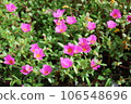 粉紅色的花朵 106548696