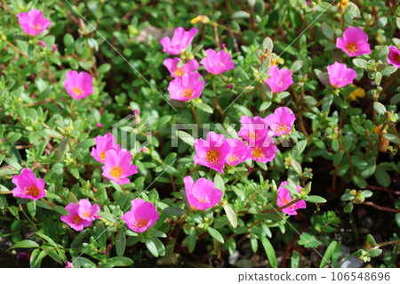 Pink flowers Pink flowers 106548696