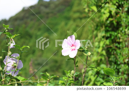 Pink flowers Pink flowers 106548699