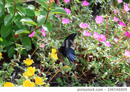 Black swallowtail Black swallowtail 106548809