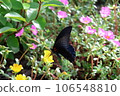 黑色的蝴蝶 106548810
