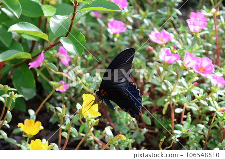 black butterfly black butterfly 106548810