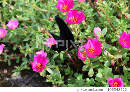 butterfly butterfly 106548812