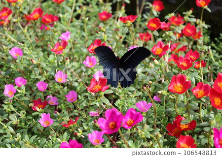 butterfly butterfly 106548813