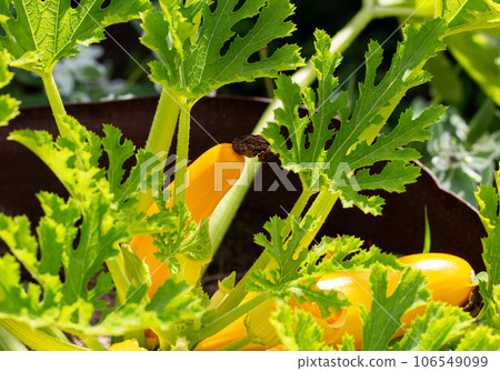 Beautiful yellow zucchini grows in the ground. Growing vegetables in the country. Summer sunny day, vegetarian. Raw squash 106549099