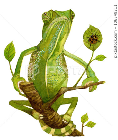 變色龍和瓢蟲 106549211