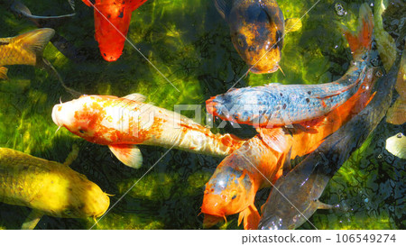 許多錦鯉在池塘里游泳的風景 106549274