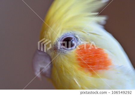 玄鳳鸚鵡眼睛閃閃發亮 106549292