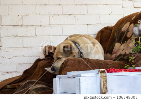 Brown dog with floppy ears close-up portrait Brown dog with floppy ears close-up portrait 106549303