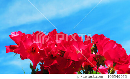 Scenery of climbing roses (cocktail) in full bloom 106549953