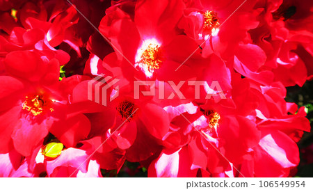 Scenery of climbing roses (cocktail) in full bloom 106549954