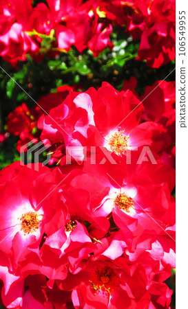 Scenery of climbing roses (cocktail) in full bloom 106549955