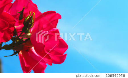 Scenery of climbing roses (cocktail) in full bloom 106549956