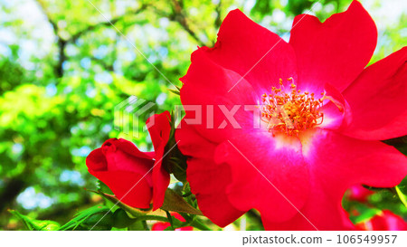 Scenery of climbing roses (cocktail) in full bloom Scenery of climbing roses (cocktail) in full bloom 106549957