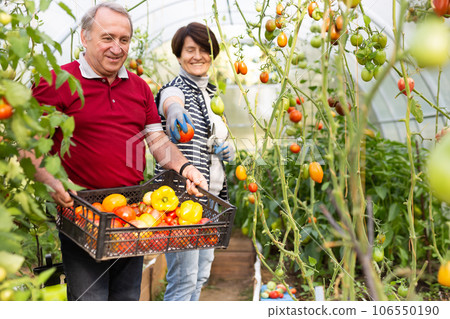 Elderly couple gathering vegetables in box together in garden greenhouse 106550190