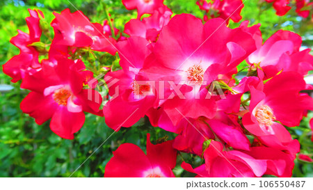 Scenery of climbing roses (cocktail) in full bloom Scenery of climbing roses (cocktail) in full bloom 106550487