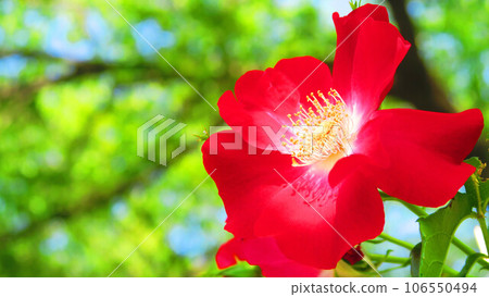 Scenery of climbing roses (cocktail) in full bloom Scenery of climbing roses (cocktail) in full bloom 106550494