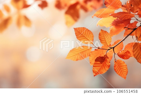 Autumn background with yellow leaves. Colorful autumn foliage. beginning of autumn. 106551458