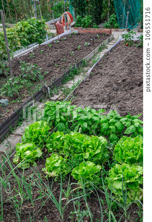 Orchard and cultivation area Ecological personal for biological self-consumption Orchard and cultivation area Ecological personal for biological self-consumption 106551716