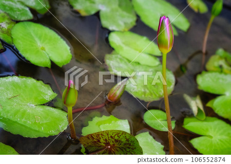 lotus bud and leaves in a pond 106552874