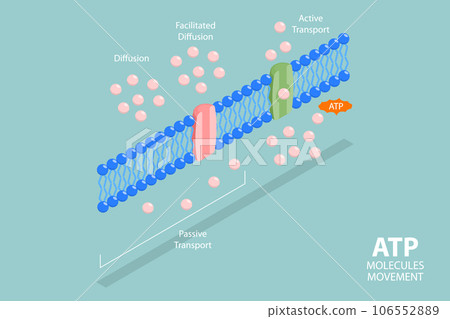3D Isometric Flat Vector Conceptual Illustration of Molecules ATP Movement 106552889