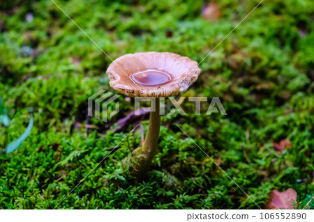 Beautiful autumn mushrooms in the forest, mushroom picking. Beautiful autumn mushrooms in the forest, mushroom picking. 106552890