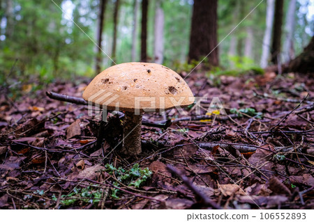 Beautiful autumn mushrooms in the forest, mushroom picking. Beautiful autumn mushrooms in the forest, mushroom picking. 106552893