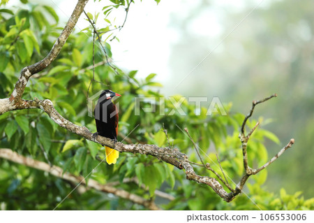 Montezuma Oropendola, Psarocolius montezuma, portrait of bird from Costa Rica, brown with black head and orange bill, clear background. Montezuma Oropendola, Psarocolius montezuma, portrait of bird from Costa Rica, brown with black head and orange bill, clear background. 106553006
