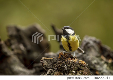 Great Tit, Parus major,  black and yellow passerine bird sitting on the nice tree stump, Czech. Bird in nature. 106553015
