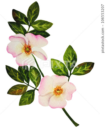 rosehips, watercolor, flowers 106553207