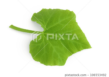 green pumpkin leaf isolated on white background 106553492