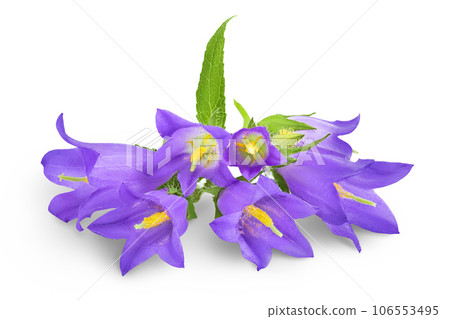 Campanula flower isolated on white background Campanula flower isolated on white background 106553495