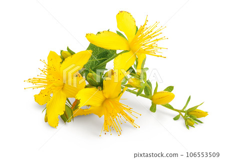 saint john's wort or Hypericum flowers isolated on white background 106553509