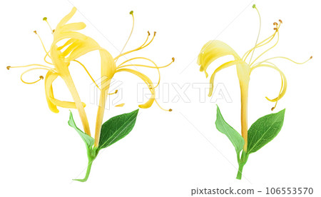 honeysuckle flower isolated on white background with full depth of field. Top view. Flat lay 106553570