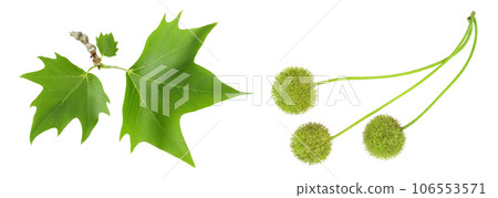 Platanus tree, sycamore leave isolated on white background. Top view. Flat lay 106553571