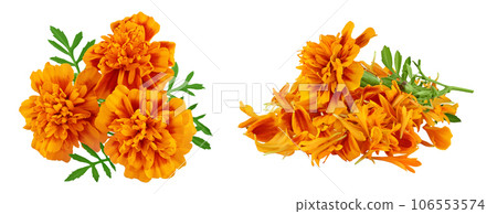 fresh marigold or tagetes erecta flower isolated on white background with full depth of field. fresh marigold or tagetes erecta flower isolated on white background with full depth of field. 106553574