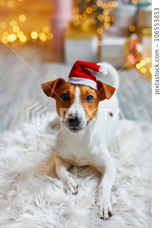 Cute and Funny Jack Russell Terrier is waiting for the holiday at home. Cute and Funny Jack Russell Terrier is waiting for the holiday at home. 106553853