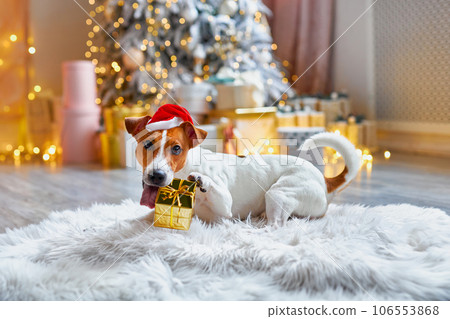 Cute and Funny Jack Russell Terrier is waiting for the holiday at home. Cute and Funny Jack Russell Terrier is waiting for the holiday at home. 106553868