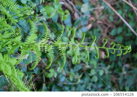 Fern leaf in the forest. Green fern bush in nature. Natural ferns background Fern leaves Fern leaf in the forest. Green fern bush in nature. Natural ferns background Fern leaves 106554126