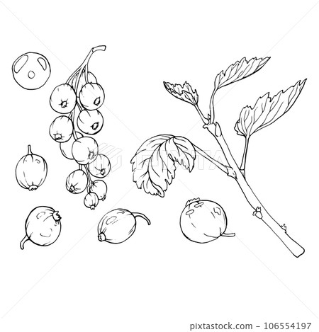 Red currant berries isolated on white background. Hand drawn vector botanical illustration. Clip art berry branches sketch. Summer fruit engraved style illustration Red currant berries isolated on white background. Hand drawn vector botanical illustration. Clip art berry branches sketch. Summer fruit engraved style illustration 106554197