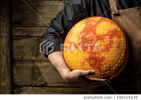 A head of hard cheese in man's cheesemaker hands. marble cheese 106554226