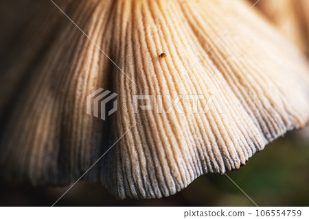 Closeup shot of little japanese umbrella mushroom with Dicyrtomina ornata. 106554759