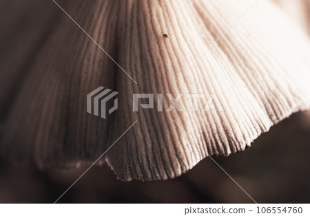 Closeup shot of little japanese umbrella mushroom with Dicyrtomina ornata. Closeup shot of little japanese umbrella mushroom with Dicyrtomina ornata. 106554760