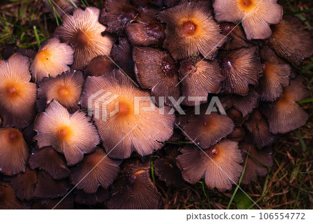 Closeup shot of little japanese umbrella mushroom 106554772