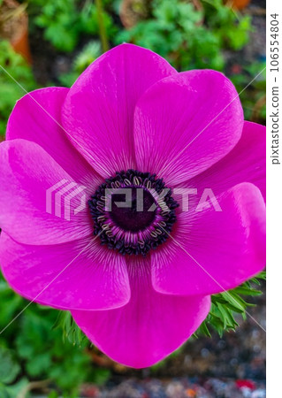 The beautiful Japanese anemone is also called anemone hupehensis The beautiful Japanese anemone is also called anemone hupehensis 106554804